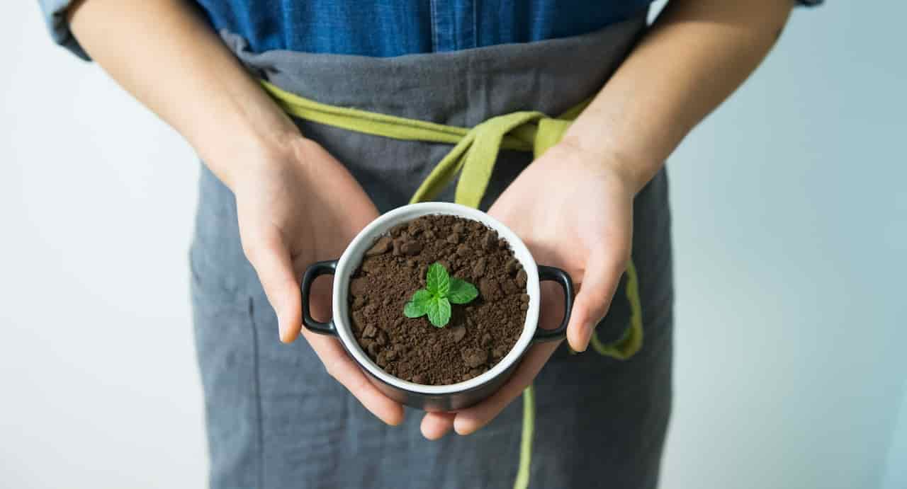 Is Used Coffee Grounds Good for Plants?
