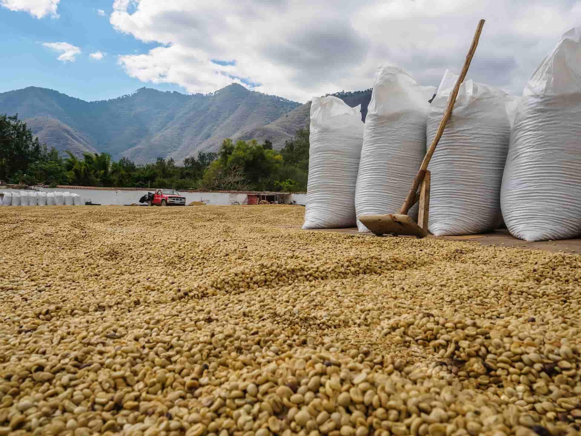 What Is Guatemala Antigua Coffee?