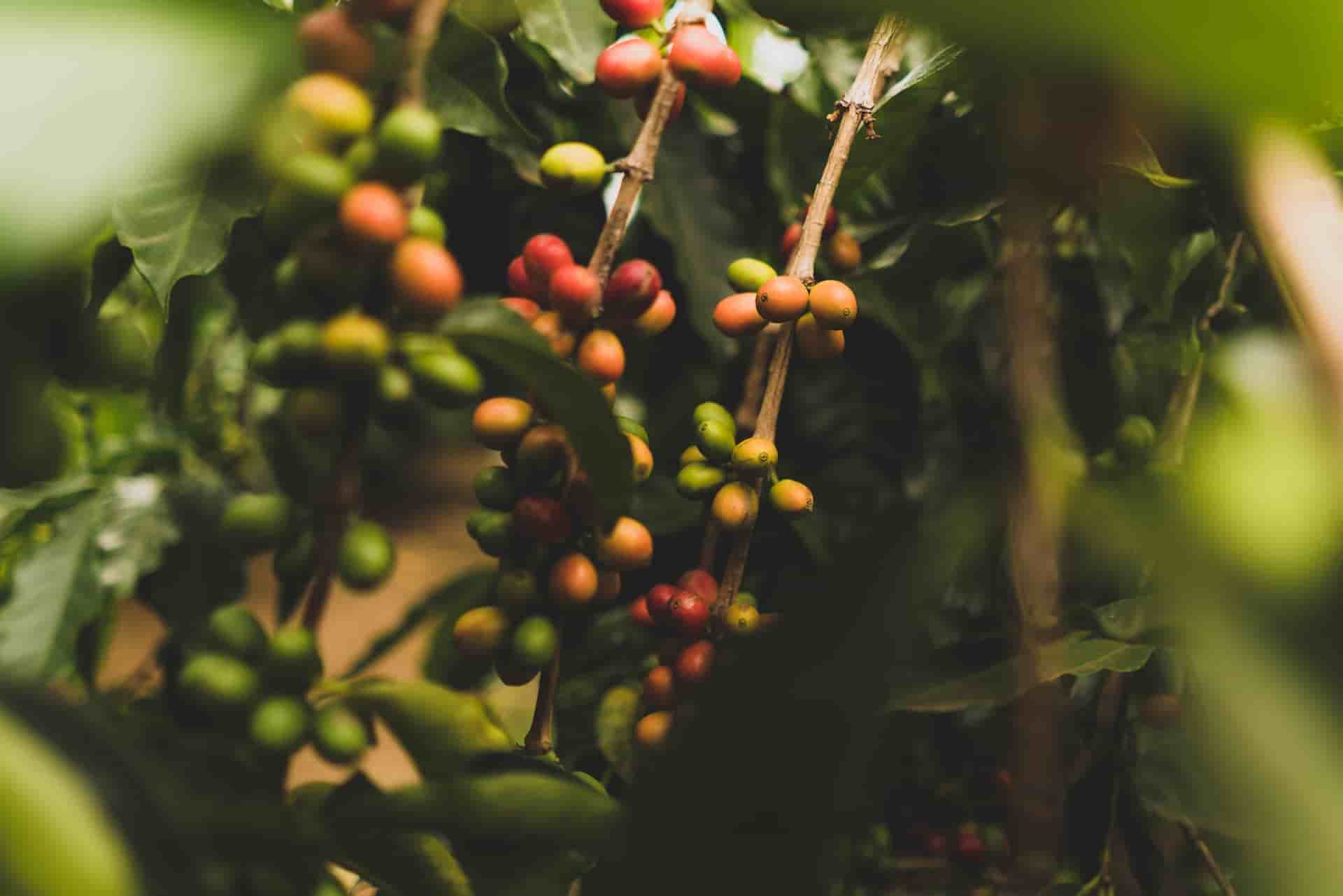 What Climate Does Coffee Grow In