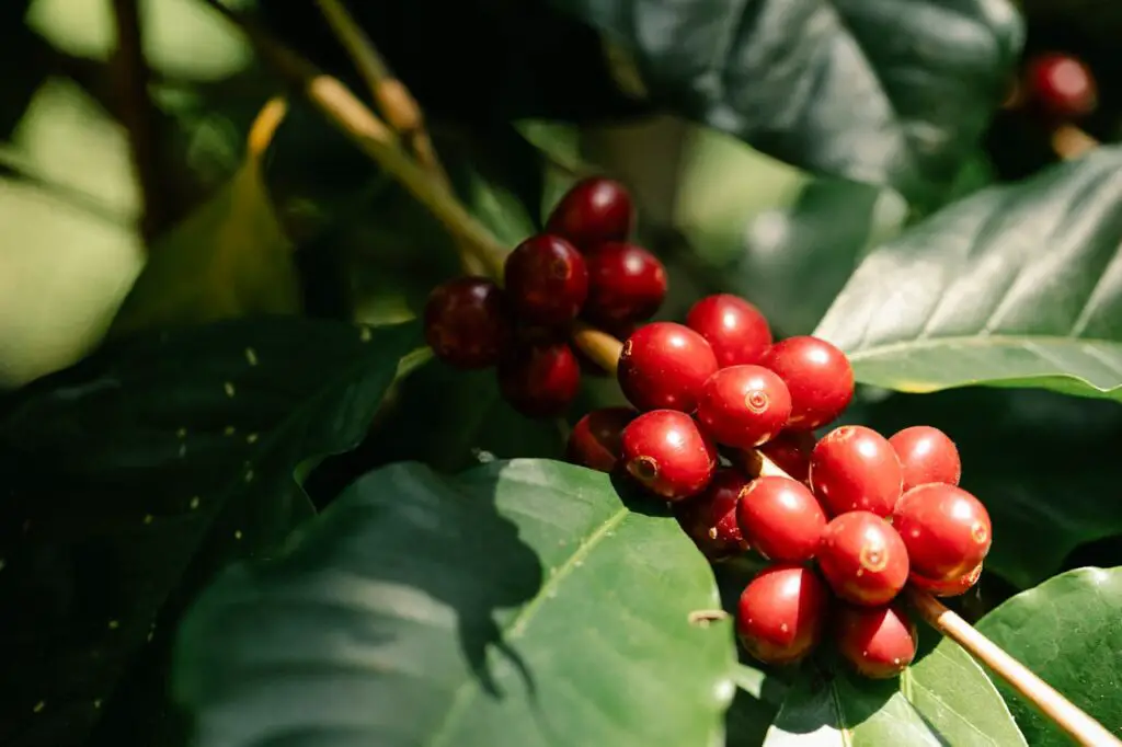 Coffee Bean Processing Methods
