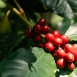 Coffee Bean Processing Methods