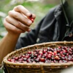 The Impact of Altitude on Coffee Bean Quality