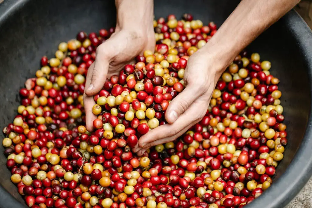 Fair Trade vs. Direct Trade Coffee