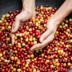 Fair Trade vs. Direct Trade Coffee