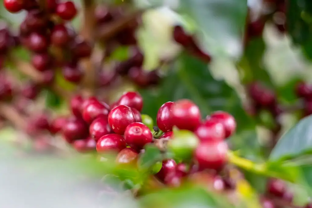 What Is Direct Trade Coffee