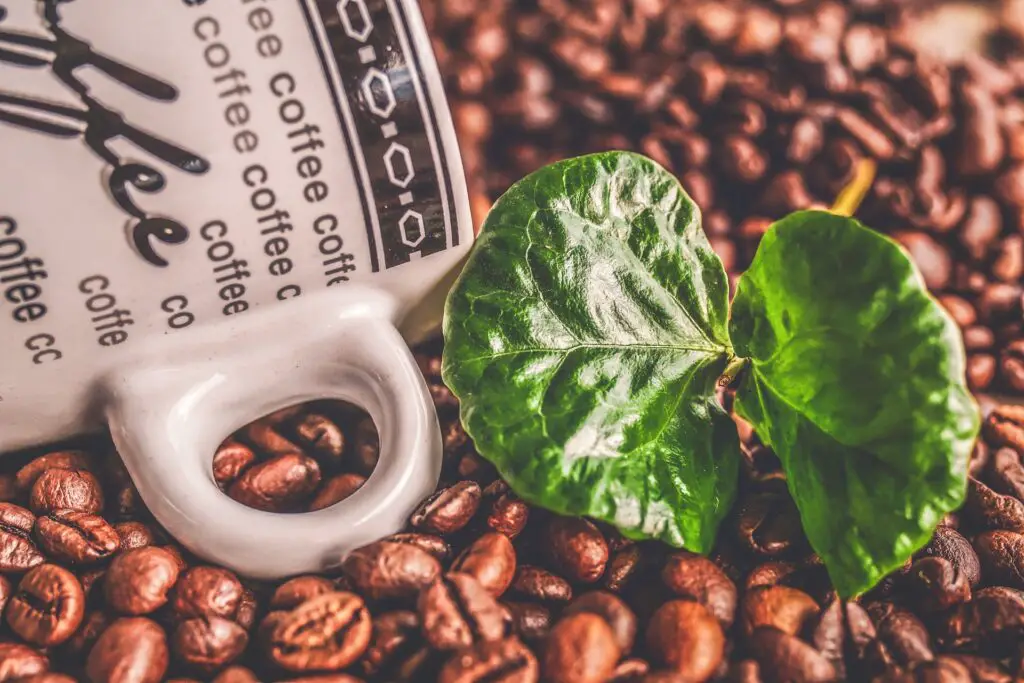 Ingenious Ways to Repurpose Leftover Coffee Grounds